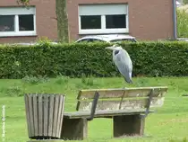 Unweit des Raesfelder Ortsteils Freiheit und des Wasserschlosses sitzt dieser Graureiher mittig auf einer Banklehne (Oktober 2012)