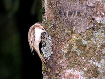 Gartenbaumlufer (Certhia brachydactyla)arbeitet sich im Zuge der Nahrungssuche quirlig und emsig am Baumstaum empor; 121013