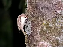 Gartenbauml�ufer (Certhia brachydactyla)arbeitet sich im Zuge der Nahrungssuche quirlig und emsig am Baumstaum empor; 121013