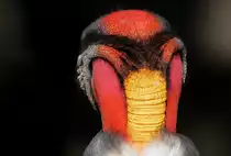 Hinterkopf eines K�nigsgeiers