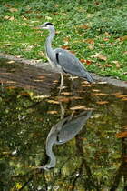 Spieglein, Spieglein.... Ein Graureiher mit seinem Spiegelbild. Foto: Zoologischer Garten Berlin, 14.10.2012