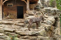 Sibirische Steinbcke im Freigehege des Zoologischen Garten Berlin. Foto: 14.10.2012