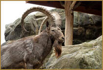Der  Boss  der Sibirischen Steinbcke im Zoologischen Garten Berlin. Foto: 14.10.2012