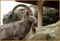 Der  Boss  der Sibirischen Steinb�cke im Zoologischen Garten Berlin. Foto: 14.10.2012