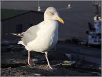 Ohne Scheu spazierte diese Silbermwe auf der Mauer von Fort Charlotte in Lerwick (Shetland Inseln) in nur einem Meter Abstand an mir vorbei. 22.09.2012
