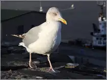 Ohne Scheu spazierte diese Silberm�we auf der Mauer von Fort Charlotte in Lerwick (Shetland Inseln) in nur einem Meter Abstand an mir vorbei. 22.09.2012