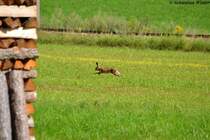 Feldhase beim rennen am 31.07.2012 in B�heimkirchen/�sterreich