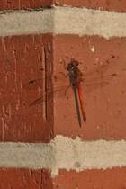 Blutrote Heidelibelle an der Hauswand (RHEINE, Kreis Steinfurt/Deutschland, 17.08.2012)