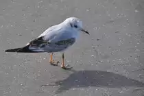 junge Lachm�we auf dem Schiffsanleger Neum�hlen (HAMBURG/Deutschland, 19.09.2012)