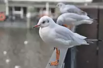 junge Lachm�wen auf einem Br�ckengel�nder (HAMBURG/Deutschland, 20.09.2012)