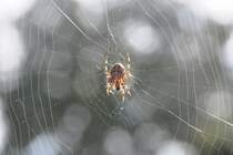 Kreuzspinne vor Zimmerfenster als optimales Insektenschutzgitter (KONSTANZ, Landkreis Konstanz/Deutschland, 02.10.2012)
