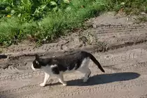 Hauskatze auf Jagd (KOSTRZYN nad Odrą, Powiat Gorz�w/Polen, 12.10.2012)