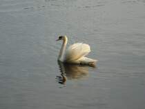 Hamburg am 26.5.2012: Hckerschwan auf der Auenalster