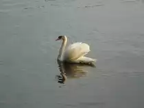 Hamburg am 26.5.2012: H�ckerschwan auf der Au�enalster