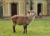 Defassa Wasserbock (Kobus ellipsiprymnus defassa). Lebensraum:Grasland mit Gebsch in Wassernhe; Galeriewald in Zentral Afrika. Foto:Zoologischer Garten Berlin, Oktober 2012