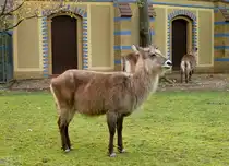 Defassa Wasserbock (Kobus ellipsiprymnus defassa). Lebensraum:Grasland mit Geb�sch in Wassern�he; Galeriewald in Zentral Afrika. Foto:Zoologischer Garten Berlin, Oktober 2012