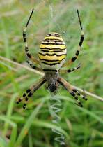 Wespenspinne (Argiope bruennichi) vertilgt die letzten Reste der im Netz gefangenen Beute; 120811