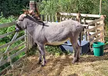 Esel auf der Weide an der Steinbachtalsperre - 19.09.2012