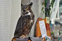 Eule bei einem Jubil�um in Euskirchen - 01.09.2012