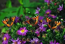 Drei  Kleine F�chse  auf Bl�ten - 02.09.2012