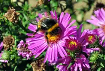 Hummel auf Bl�te - 06.09.2012