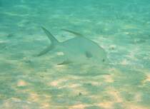 Eine Dreipunkt-Langflossen-Stachelmakrele (Trachinotus bailloni) durchstreift den Strand. Ari-Atoll, Malediven.
