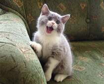 Meine Britische Katze Bert (Bubble Hairy Bears) am 14. 5. 2012. Drei Monate alt.