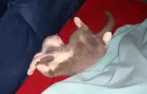 �ber dem Komfort. Meine Britische Katze Bert (Bubble Hairy Bears) am 5. 6. 2012