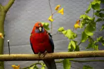 Ein roter Pennantsittich auf dem Ast. Zu sehen zur Ausstellung Ziergefl�gel und Exotenschau in Zeulenroda. Foto 20.10.12 