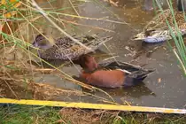 Mehrere Zimtenten. Zu sehen zur Ausstellung Ziergefl�gel und Exotenschau in Zeulenroda. Foto 20.10.2012 