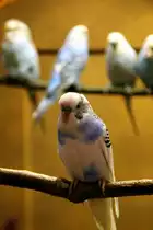 Ein sch�ner blauer wei�er Wellensittich. Foto 20.10.2012 