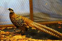 Knigsfasan. Foto 20.10.2012