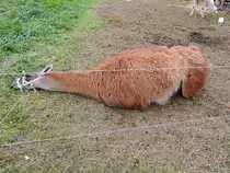 Das beste Futter gibt´s immer nebenan! so zeigt ein LAMA eines durchreisenden Zirkusses akrobatische F�higkeiten, den elektr. Weidezaun zu umgehen; 121026