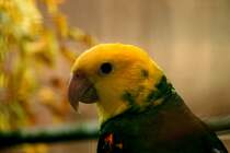 Gelbkopfamazone. Foto 20.10.2012 