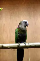 F�cherpapagei. Foto 20.10.2012