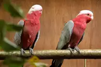 2 sch�ne Papageien. Foto 20.10.2012 