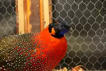 Fasan Satyrtragopan. Foto 20.10.2012