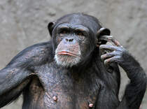 Schimpanse