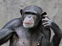 Schimpanse
