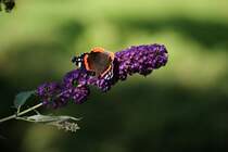 Admiral auf dem Schmetterlingsflieder in unserm Garten am 27.08.2012