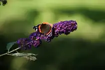 Admiral auf dem Schmetterlingsflieder in unserm Garten am 27.08.2012