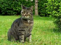 Unser Kater Sohn am 31.09.2009 in unserm Garten