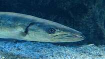 Groer Barracudas