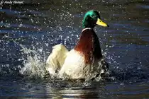  Keiner planscht so sch�n wie ich. 