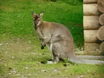 Zwergk�nguru im Tiergehege Zeulenroda am 14.09.12