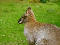 Zwergknguru im Tiergehege Zeulenroda am 14.09.12