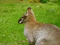 Zwergk�nguru im Tiergehege Zeulenroda am 14.09.12