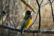 Eine Gouldamadine (Chloebia gouldiae, auch Erythrura gouldiae) in der Wilhelma.