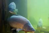 Die Spiegelkarpfen k�nnen vom Aussenaquarium durch die Acrylglasscheibe  einen Blick auf die Besucher des M�ritzeums gefahrlos riskieren, wo gegen im Herrensee einige Gefahren lauerten. So bediente sich unter anderem ein Fischotter eine Zeitlang an den Leckerbissen im Teich. - 04.08.2012
