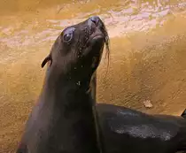 S�dafrikanische Seeb�r